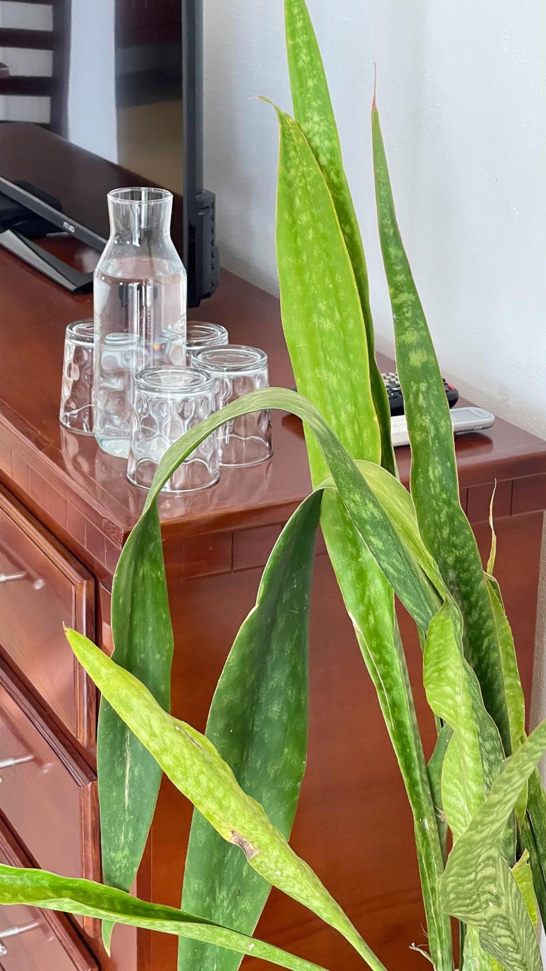 Quinta Alberto Boutique Hotel San Blas Bilik gambar